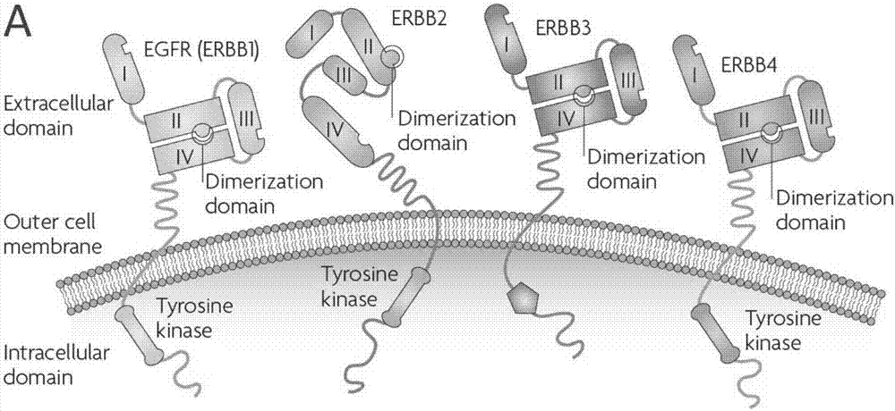 ErbB2 antigen epitope peptide bonded with E9 antibody