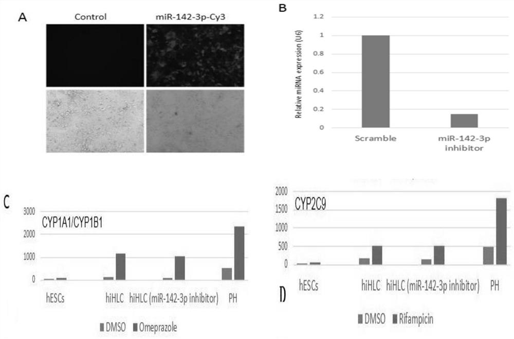 A method for improving the detoxification function of human stem cell-derived hepatic-like cells and its application