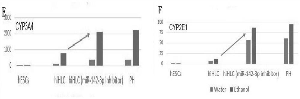 A method for improving the detoxification function of human stem cell-derived hepatic-like cells and its application