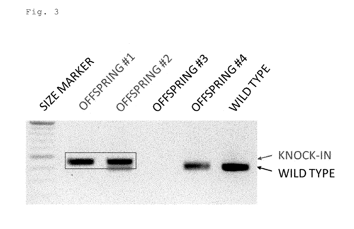 Method for preparing gene knock-in cells