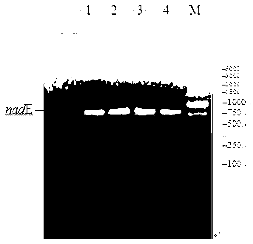 Electricity-producing genetically engineered bacteria used in microbial fuel cell, and construction method and application thereof