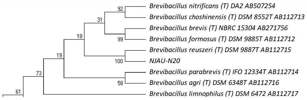 High-efficiency degradation of high temperature-resistant Brevibacillus reuteri njau-n20 by wood fiber and its application