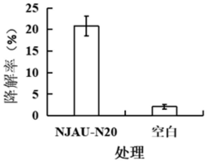 High-efficiency degradation of high temperature-resistant Brevibacillus reuteri njau-n20 by wood fiber and its application