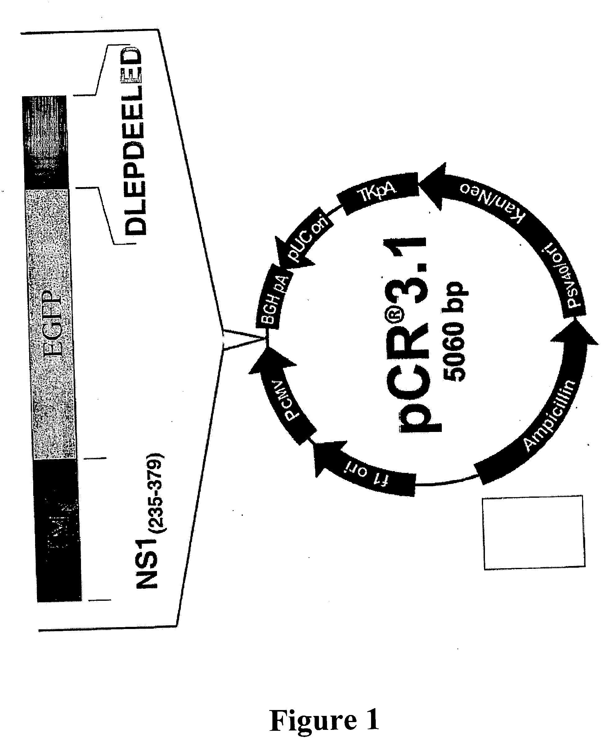 Fusion polypeptide suitable as a cytotoxin