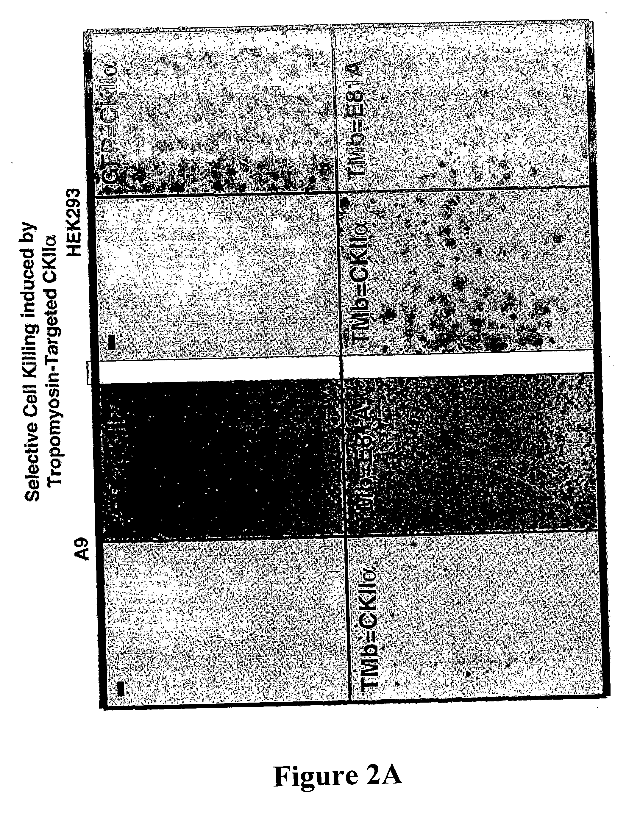 Fusion polypeptide suitable as a cytotoxin