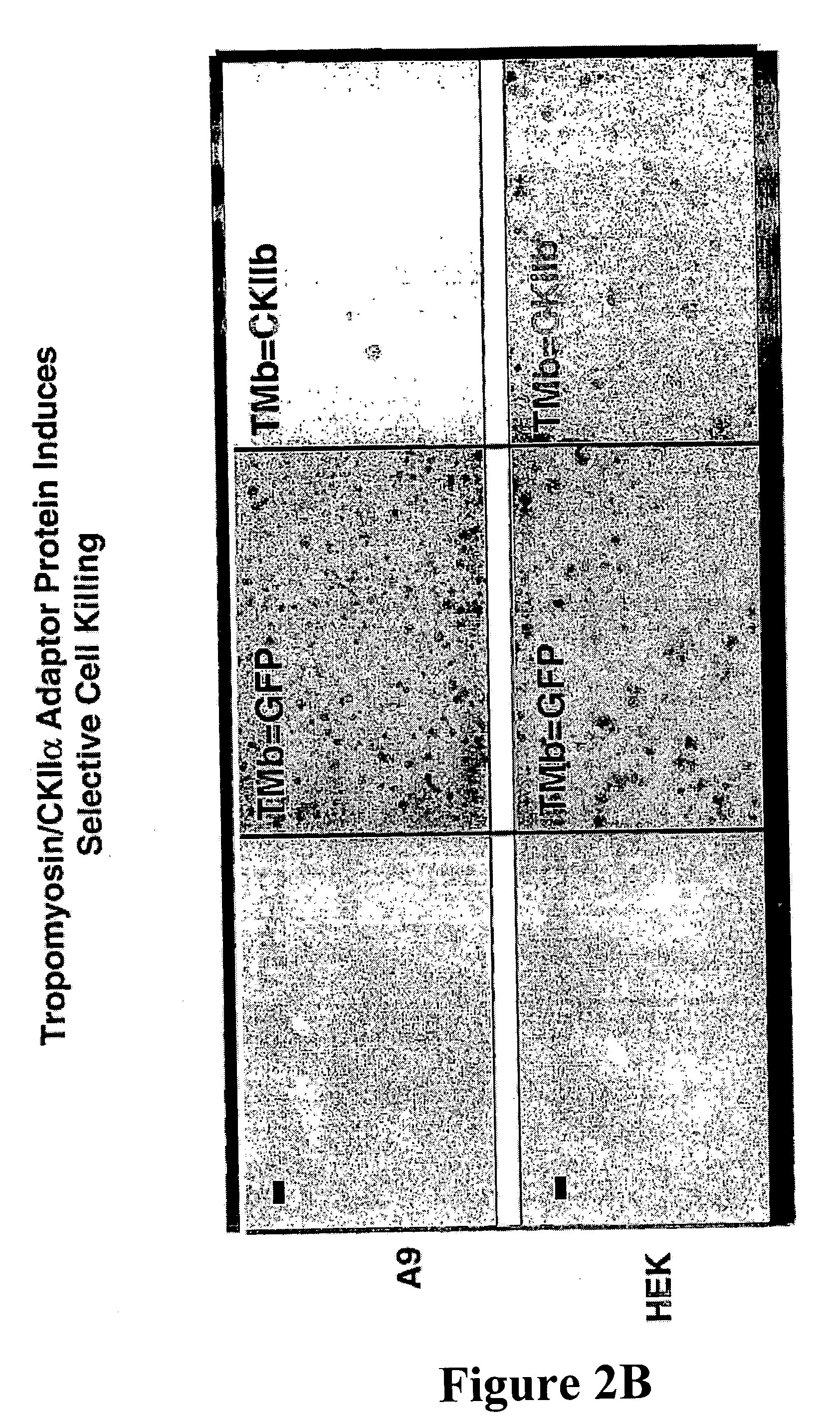 Fusion polypeptide suitable as a cytotoxin