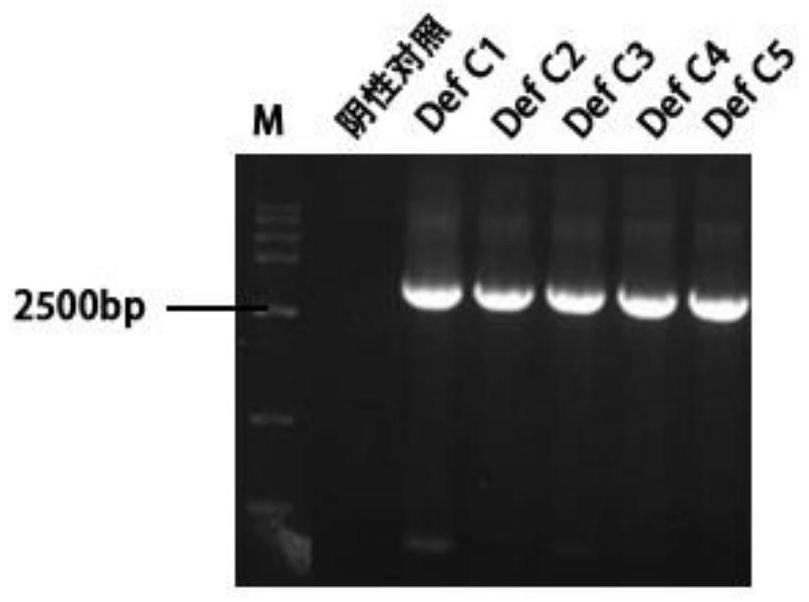 Application of Def C protein in resisting dengue virus and expression method of Def C protein