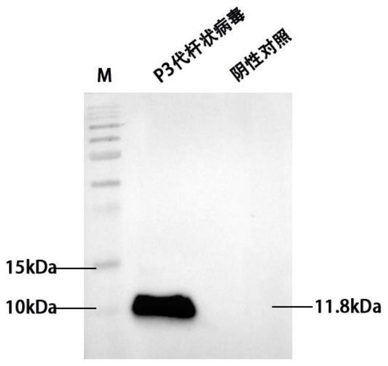 Application of Def C protein in resisting dengue virus and expression method of Def C protein