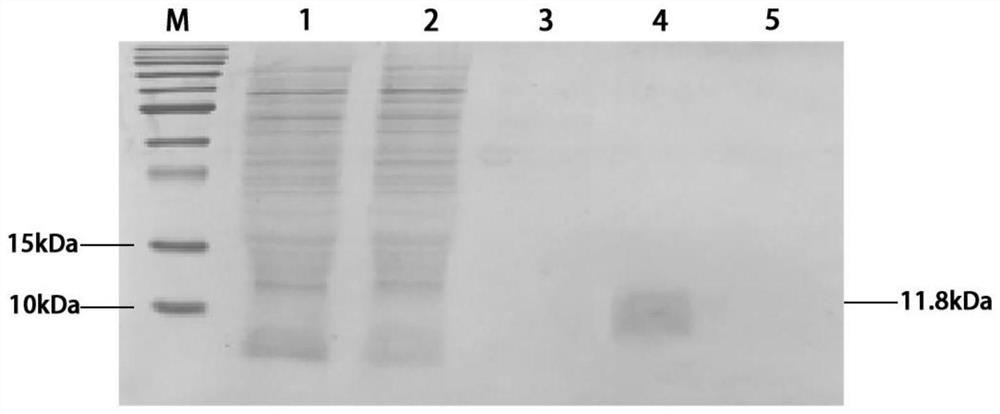 Application of Def C protein in resisting dengue virus and expression method of Def C protein