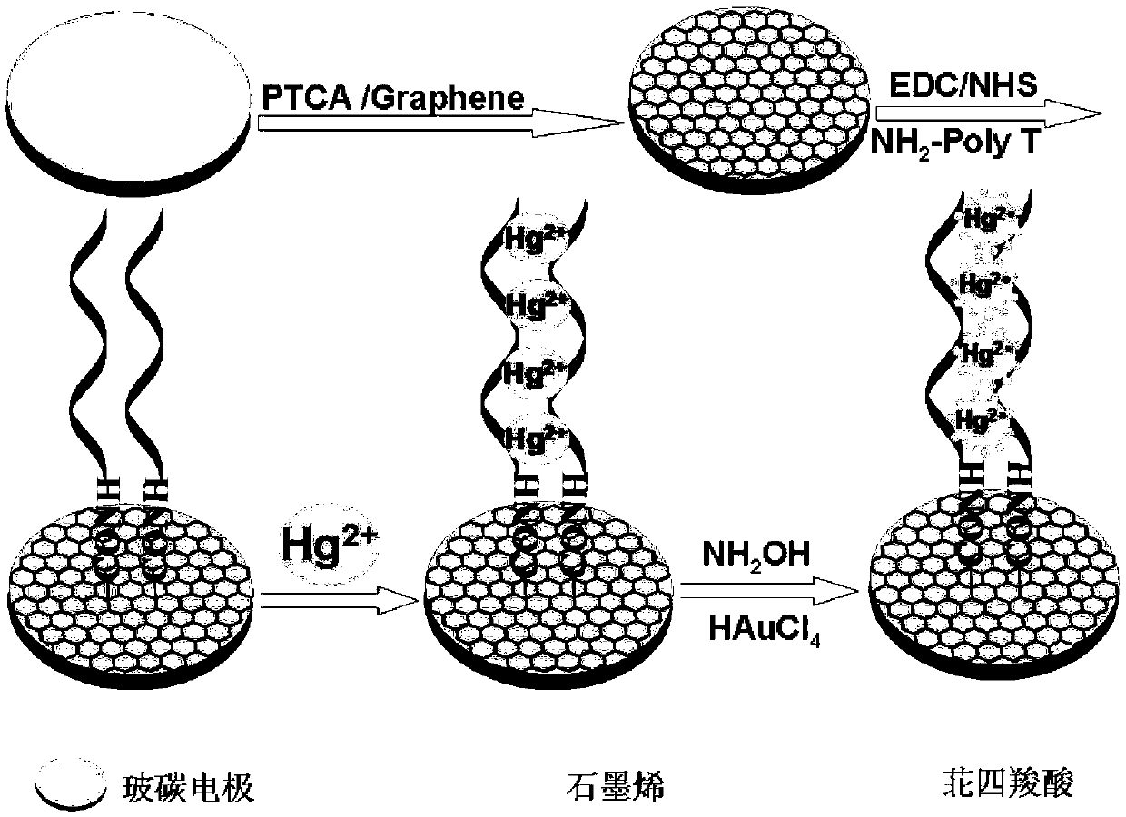 Method for constructing photoelectric chemical sensor for mercury ion detection