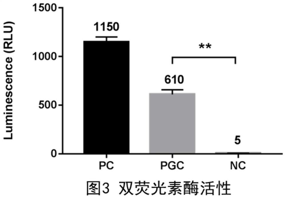 The pgc promoter expressed by porcine small intestinal epithelial cells and its application