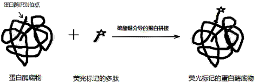 Detection method based on protein substrate and application thereof