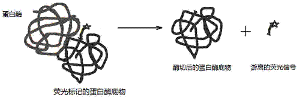 Detection method based on protein substrate and application thereof