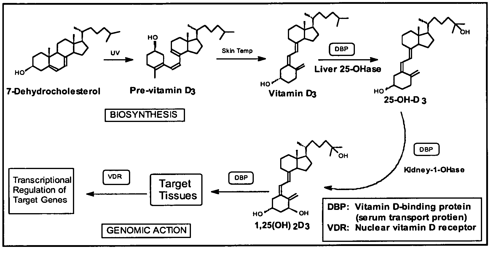 Compositions and methods for treating and preventing cancer using analogs of vitamin D