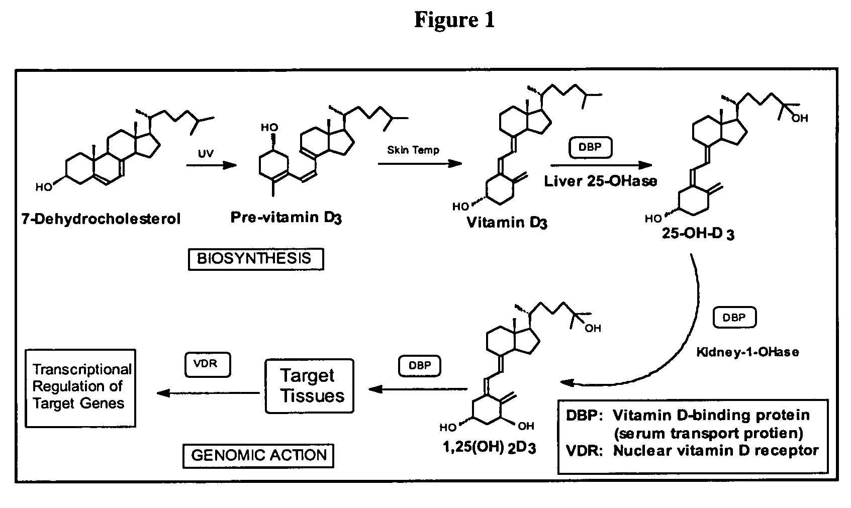Compositions and methods for treating and preventing cancer using analogs of vitamin D