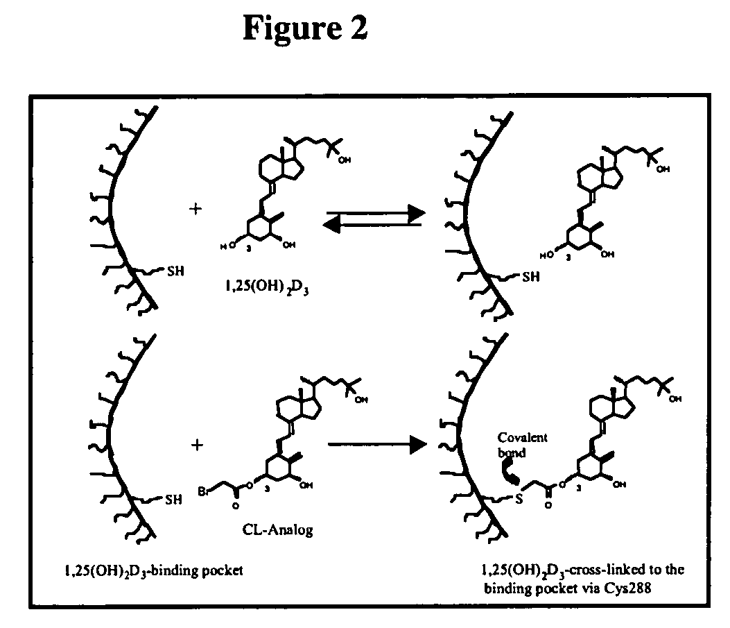 Compositions and methods for treating and preventing cancer using analogs of vitamin D