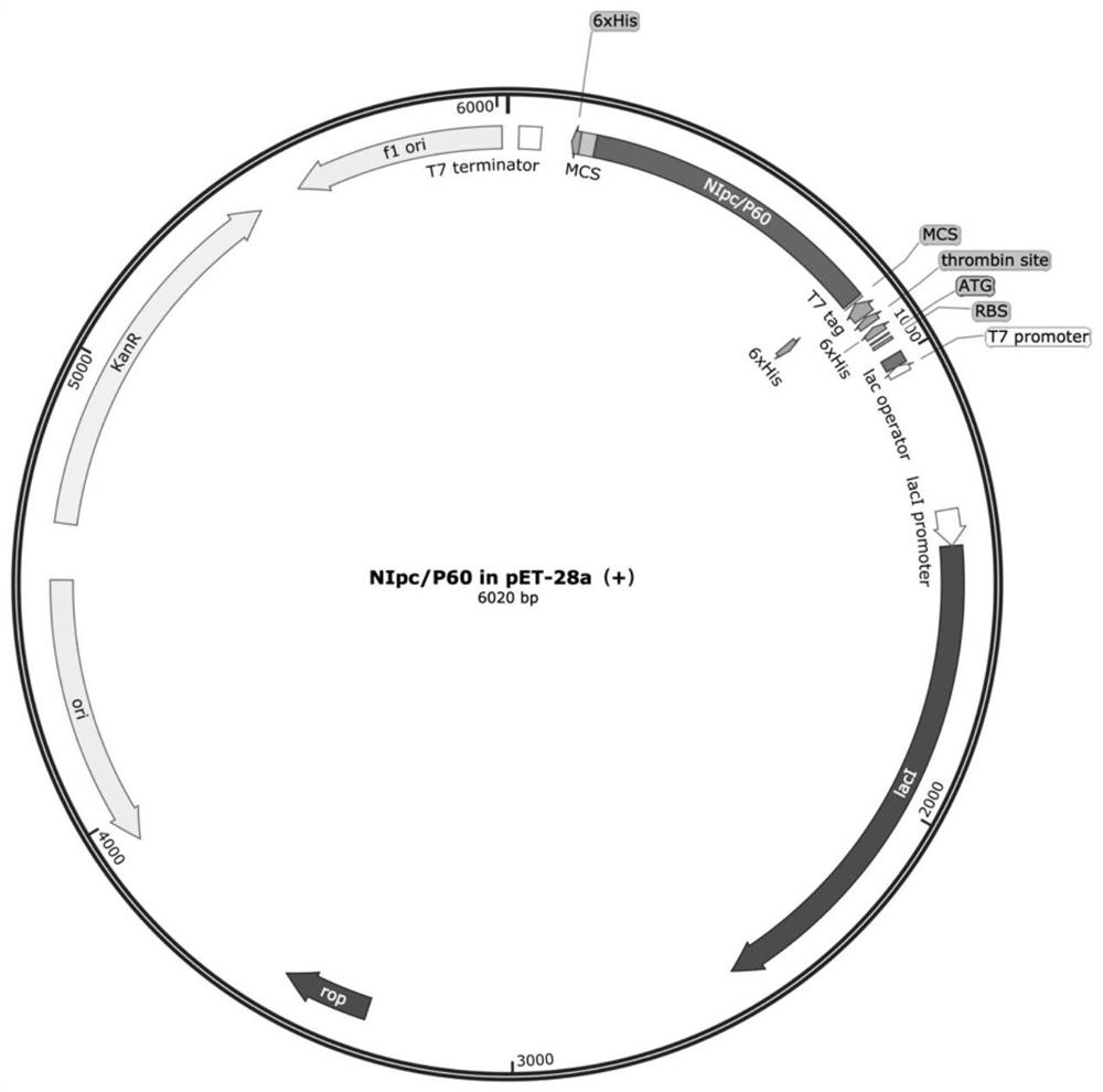 Gene for coding recombinant NlpC/P60 endopeptidase protein and application thereof