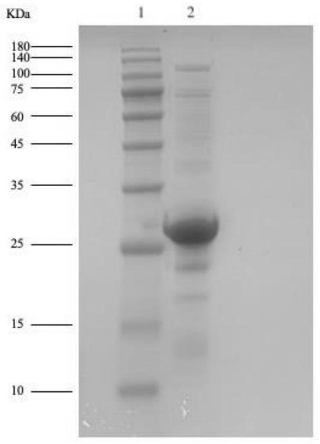 Gene for coding recombinant NlpC/P60 endopeptidase protein and application thereof