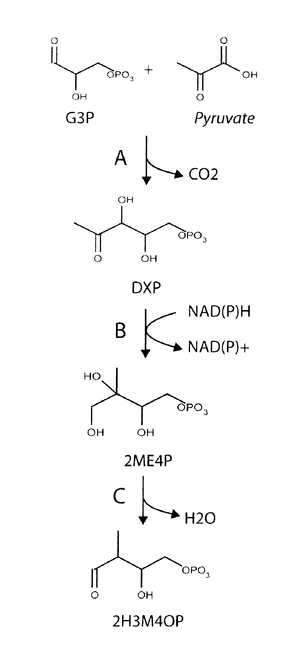 Microorganisms and methods for the biosynthesis of p-toluate and terephthalate