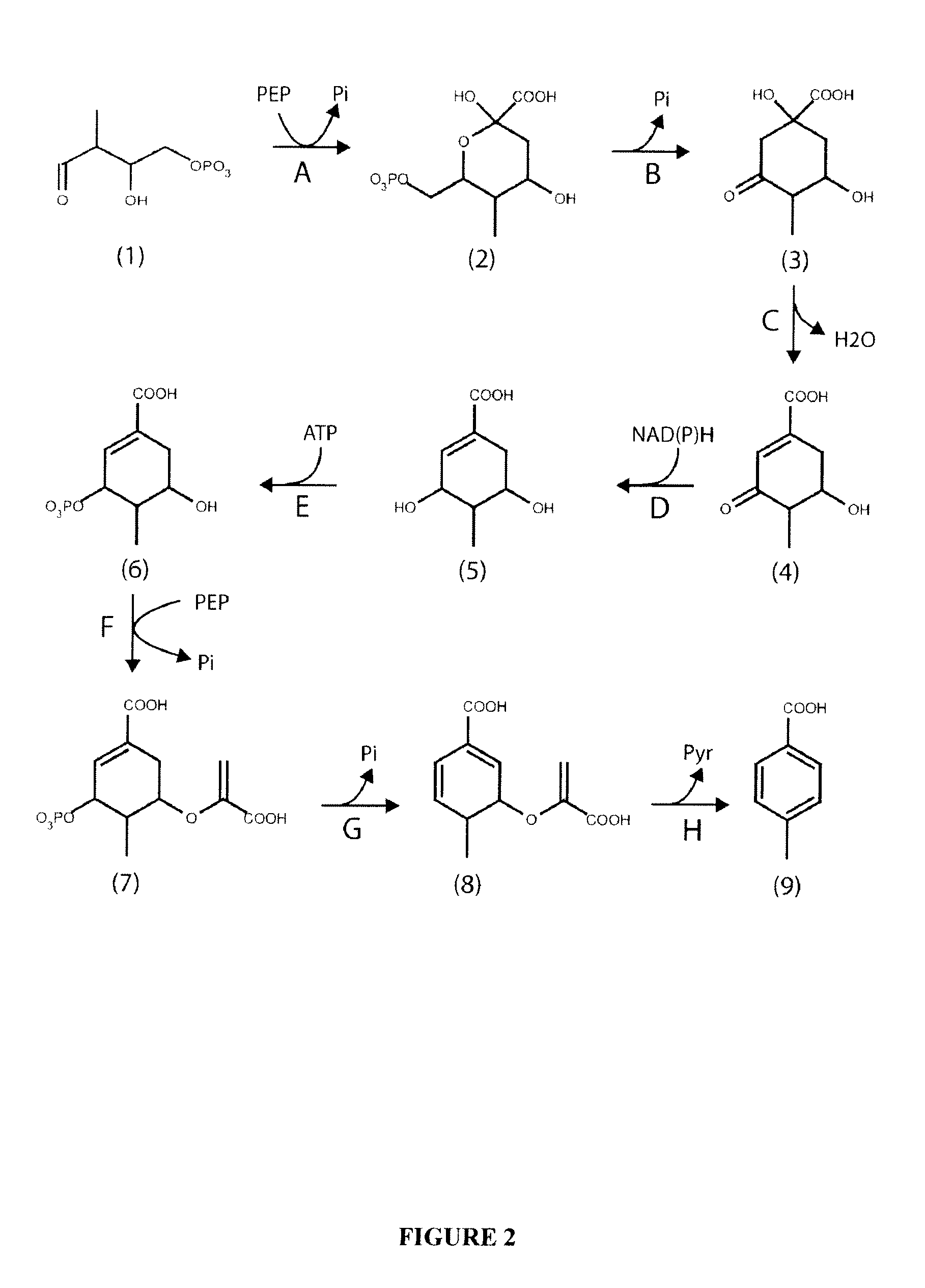 Microorganisms and methods for the biosynthesis of p-toluate and terephthalate
