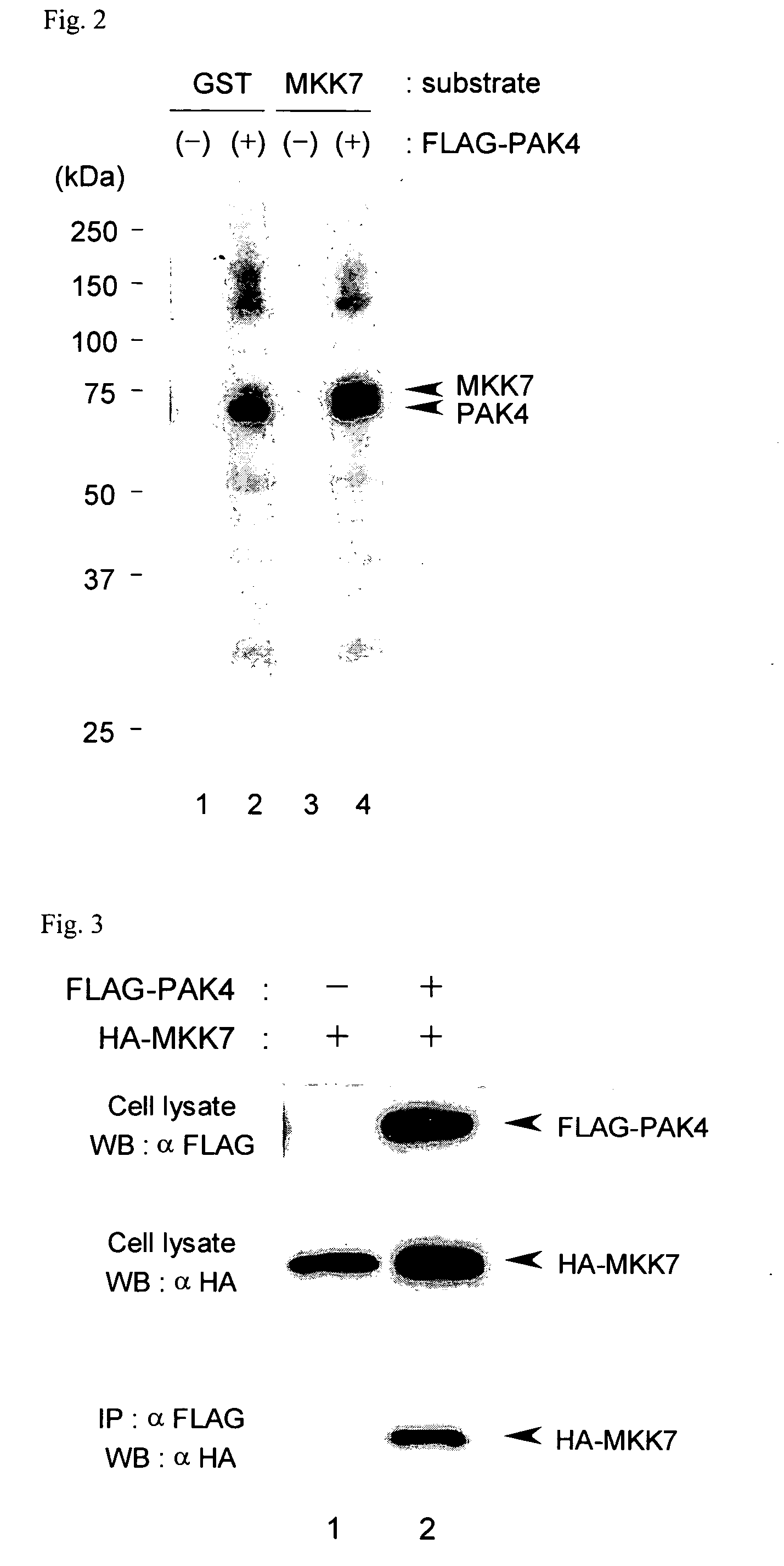 Mkk7 activation inhibitor