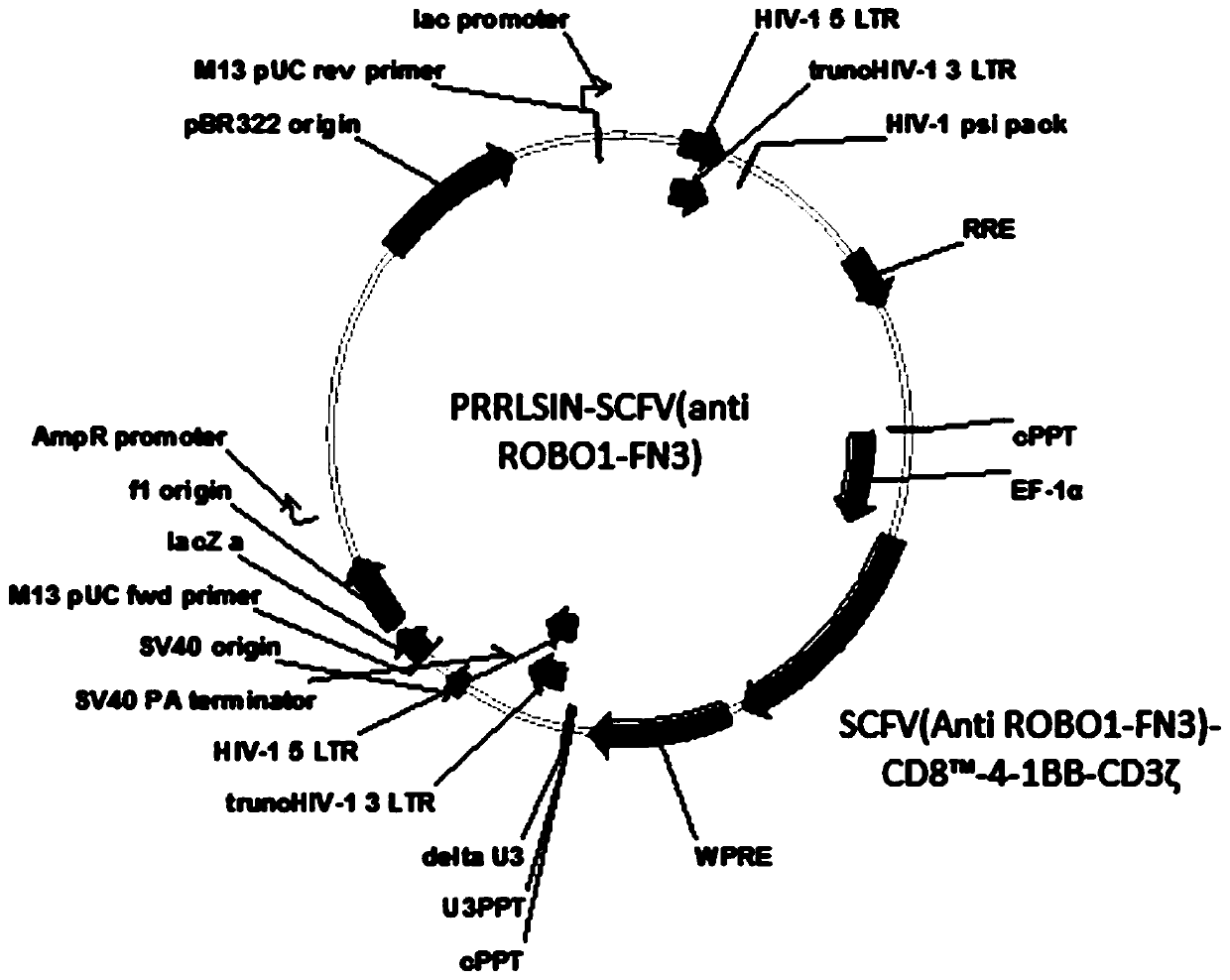 ROBO1 CAR-NK cell carrying suicide gene as well as preparation method and application of ROBO1 CAR-NK cell