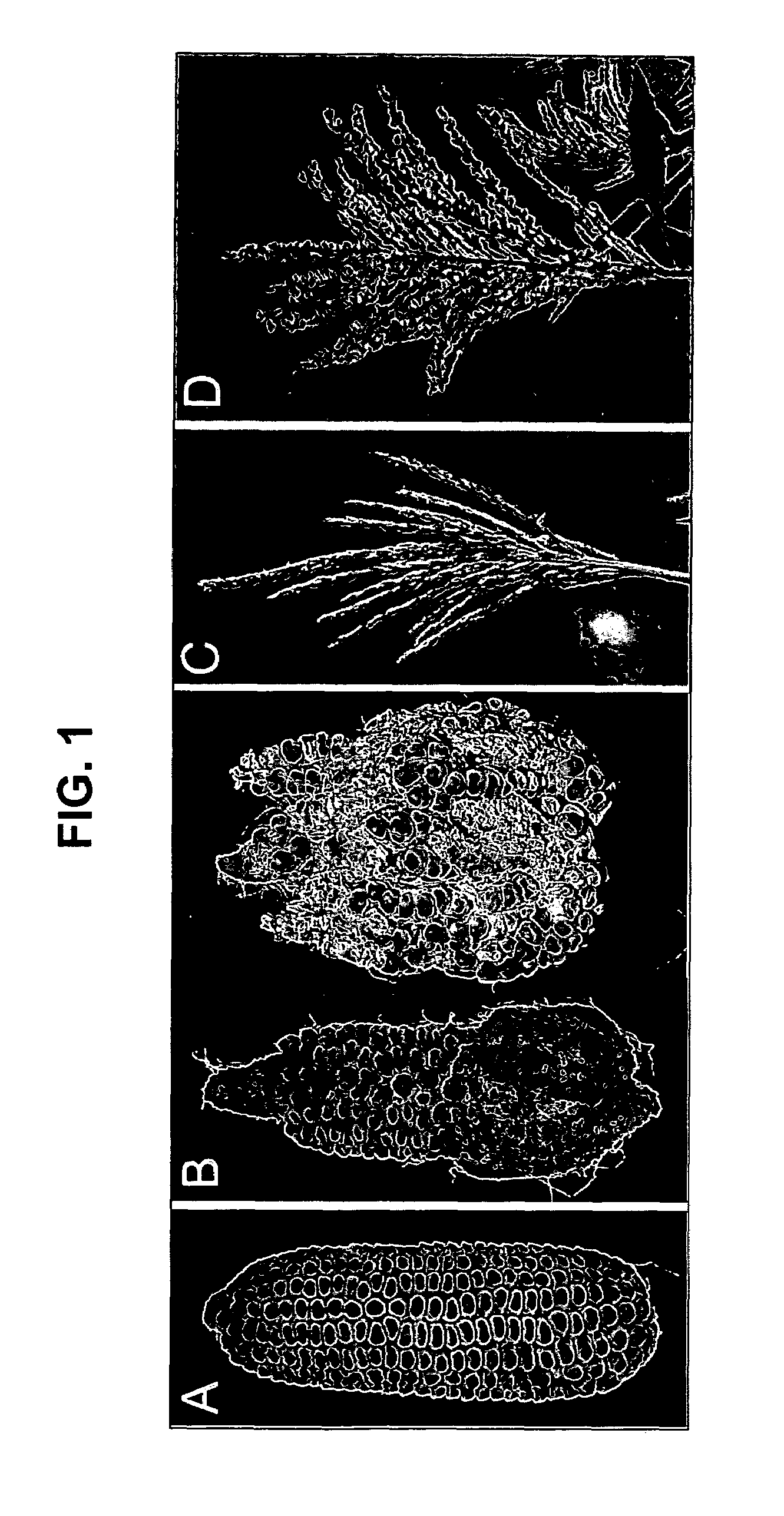 Nucleotide sequences encoding RAMOSA3 and sister of RAMOSA3 and methods of use for same