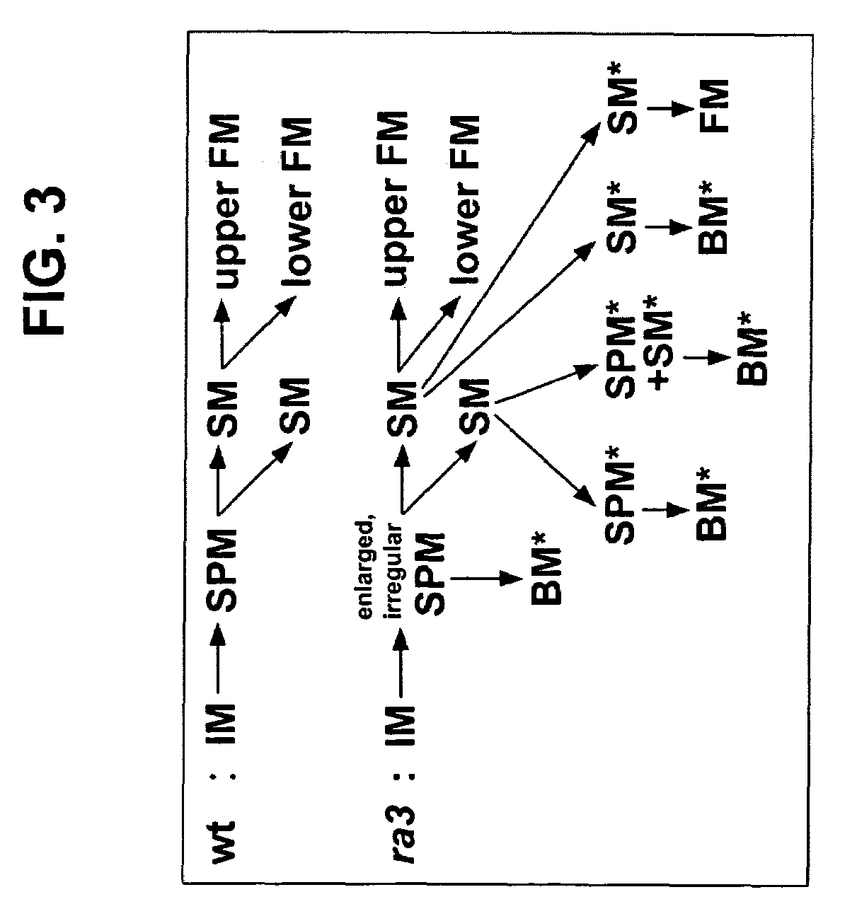 Nucleotide sequences encoding RAMOSA3 and sister of RAMOSA3 and methods of use for same