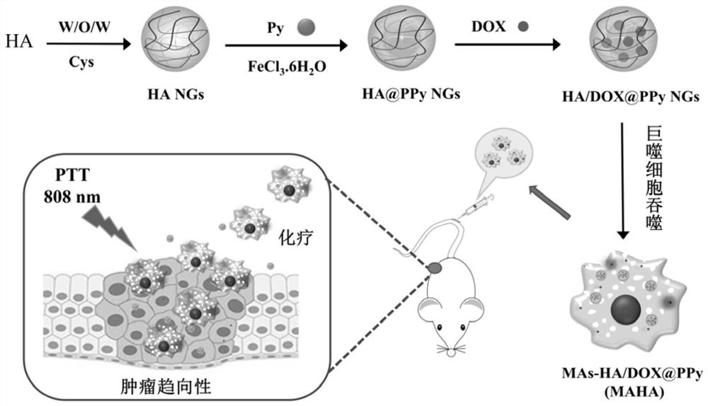 A macrophage-mediated drug-loaded hyaluronic acid nanohydrogel and its preparation