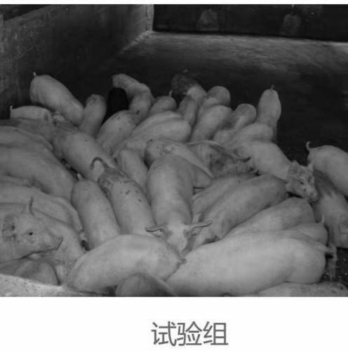 Sulfate organic microelement-free special feed additive for suckling piglets and preparation method for special feed additive