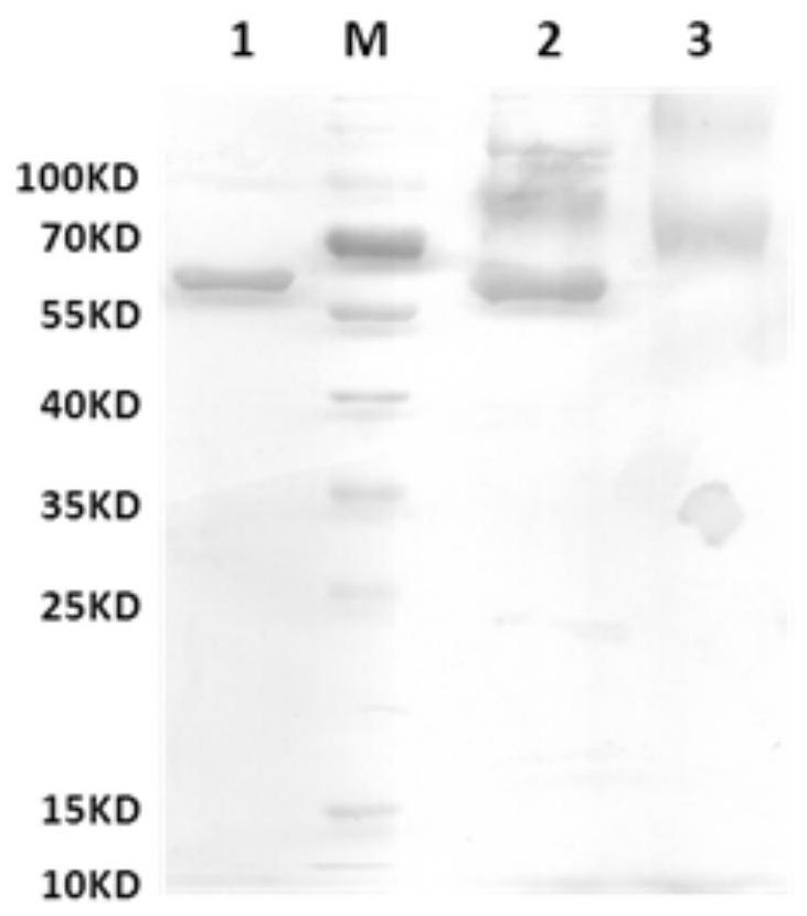 A kind of polypeptide, immunogenic conjugate and influenza vaccine