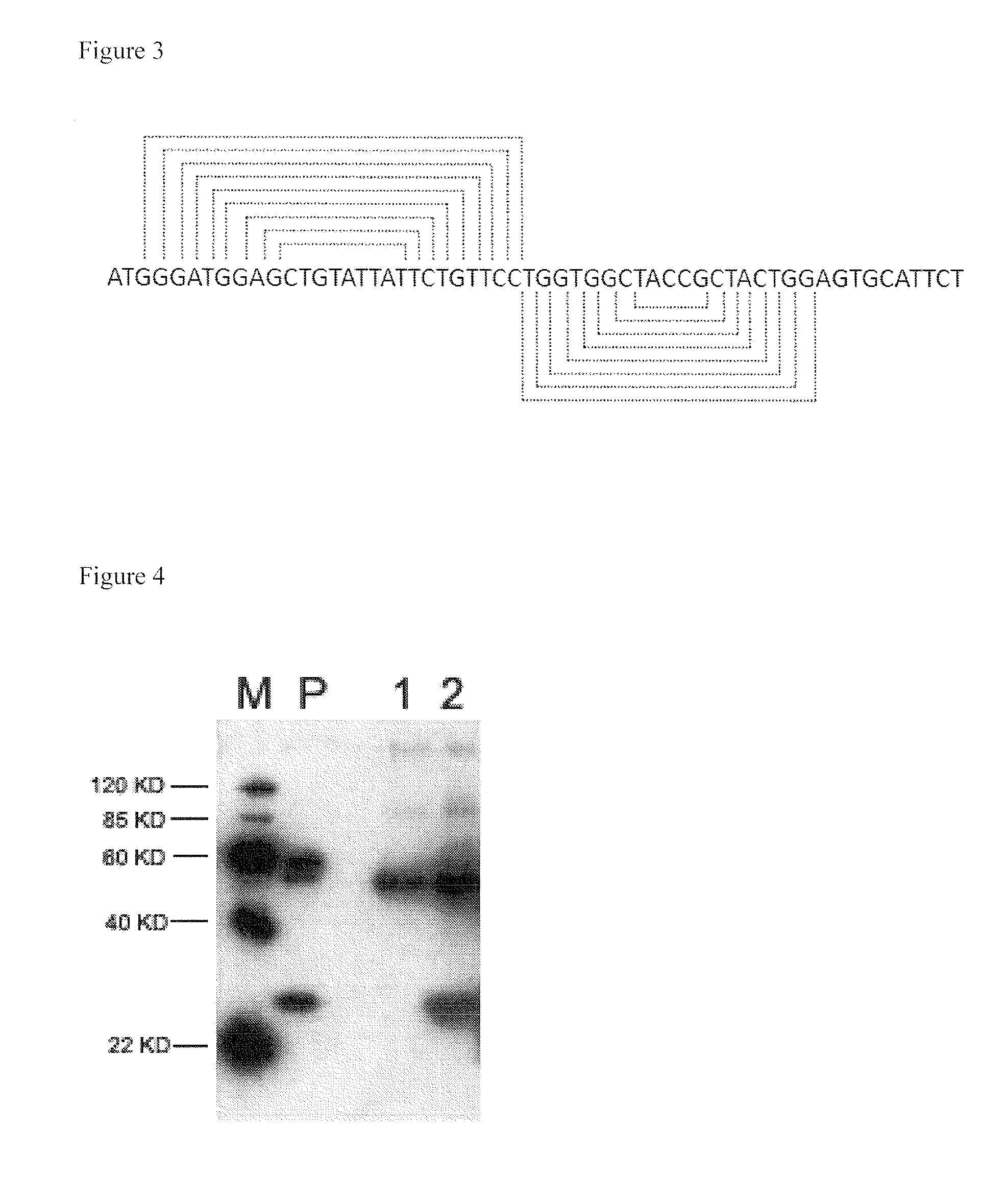 Methods and compositions for enhanced expression and secretion of proteins