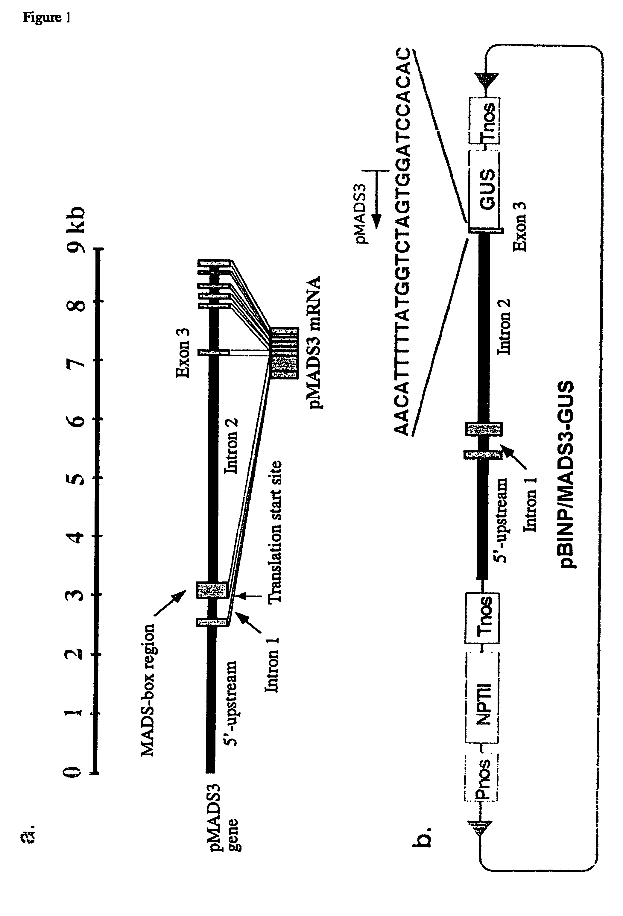 Flower morphology of plants by targeting mads-box gene