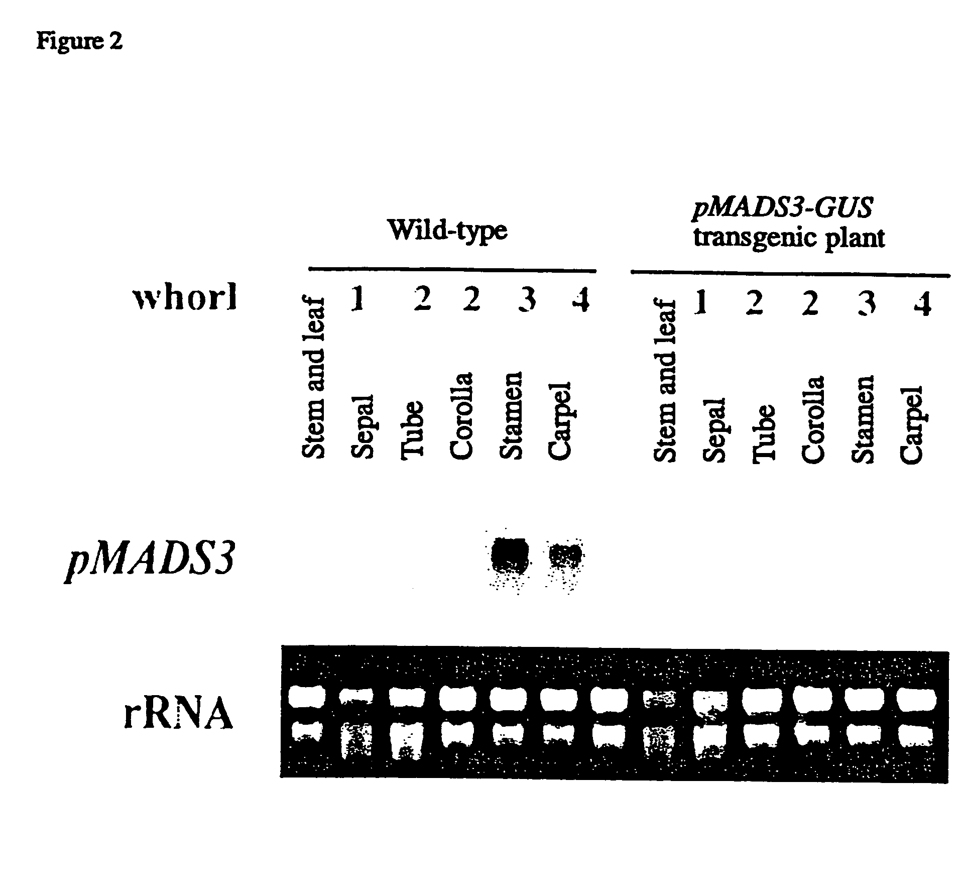 Flower morphology of plants by targeting mads-box gene