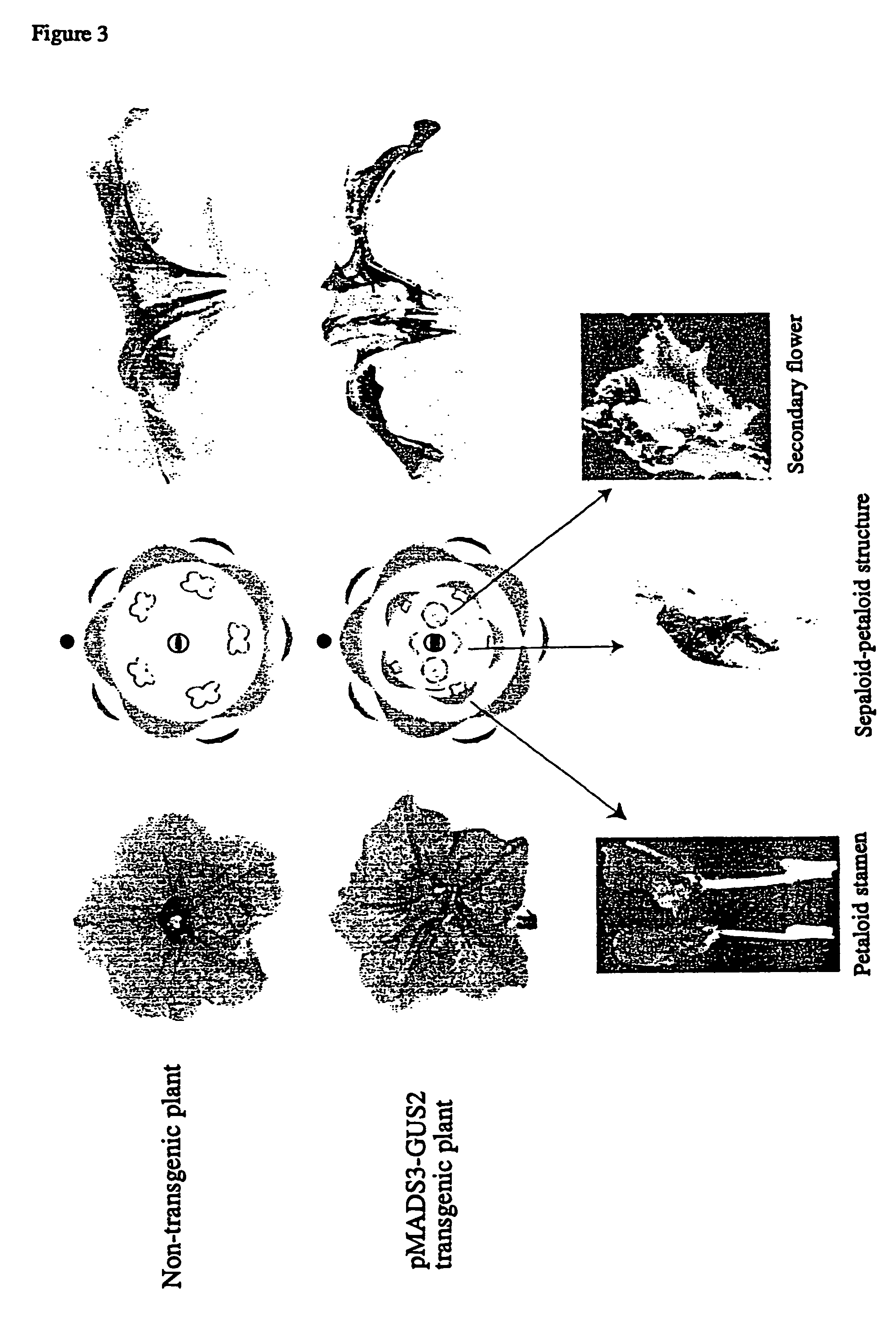 Flower morphology of plants by targeting mads-box gene