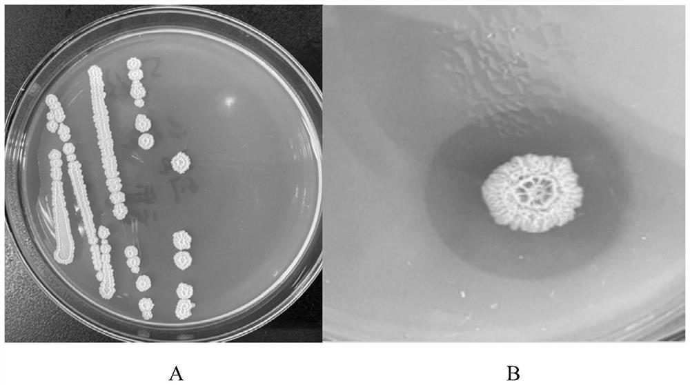 High-temperature-resistant kitchen waste grease degradation compound microbial agent and application thereof