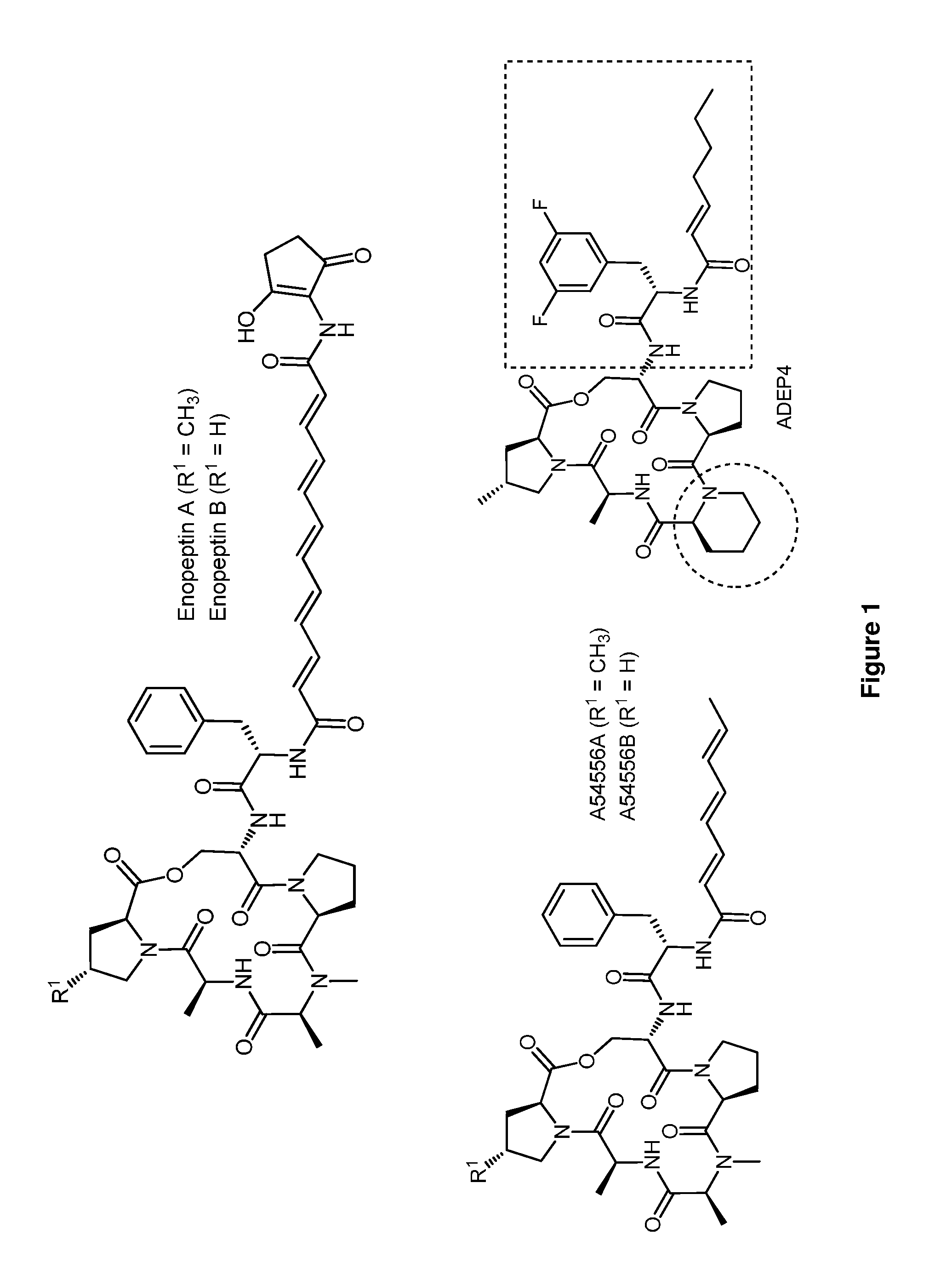 Enopeptins, uses thereof, and methods of synthesis thereto