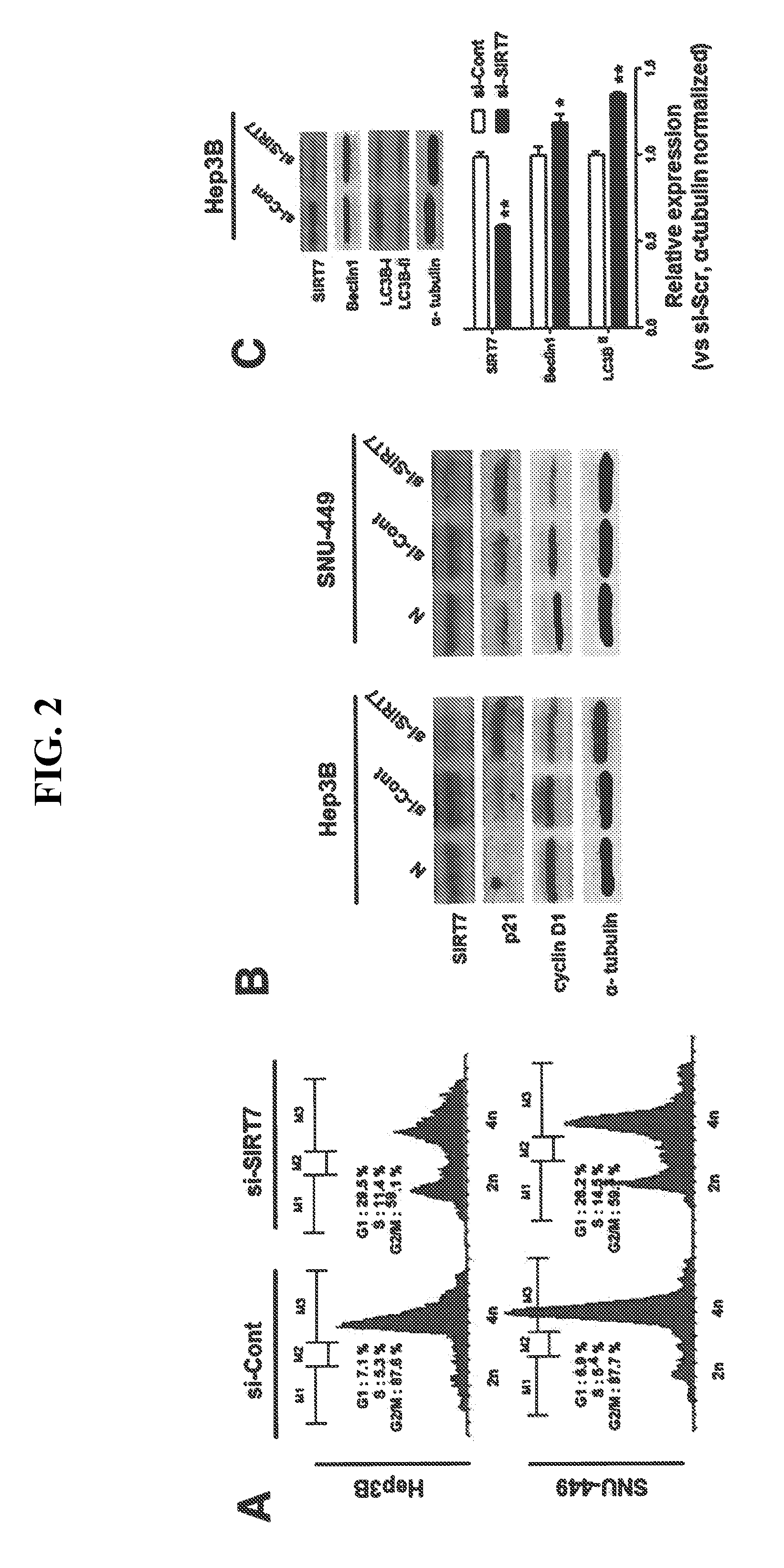 Use of SIRT7 as novel cancer therapy target and method for treating cancer using the same