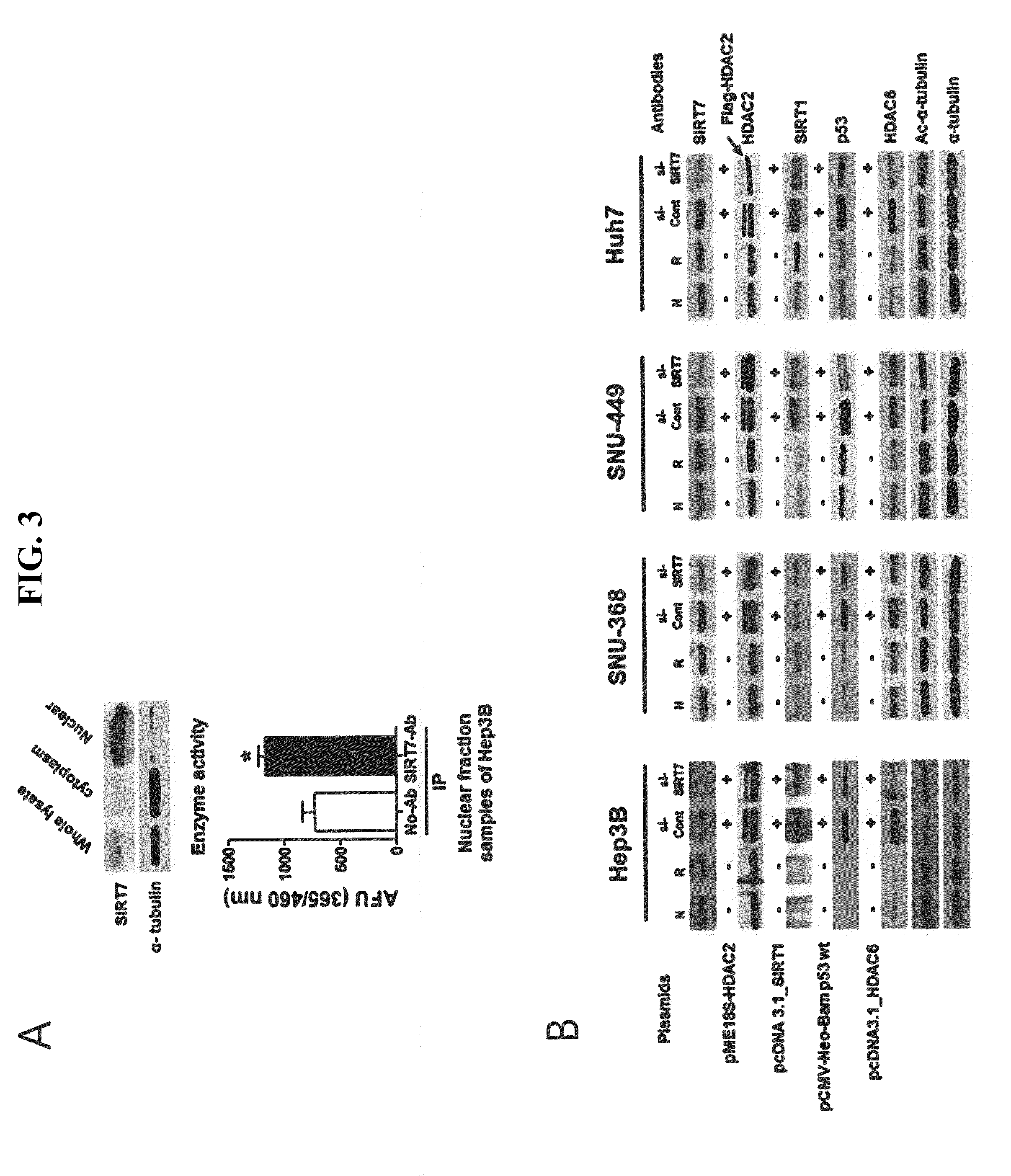 Use of SIRT7 as novel cancer therapy target and method for treating cancer using the same