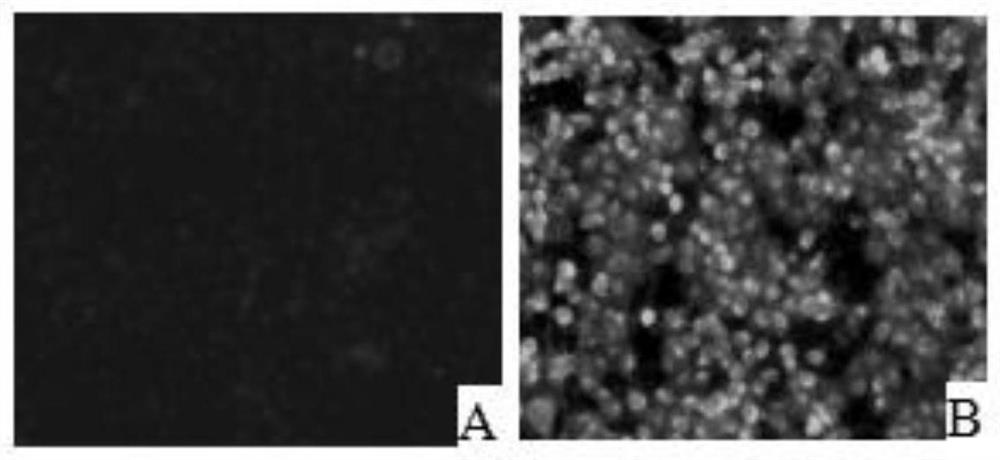 IFA neutralizing antibody detection method of PRRSV