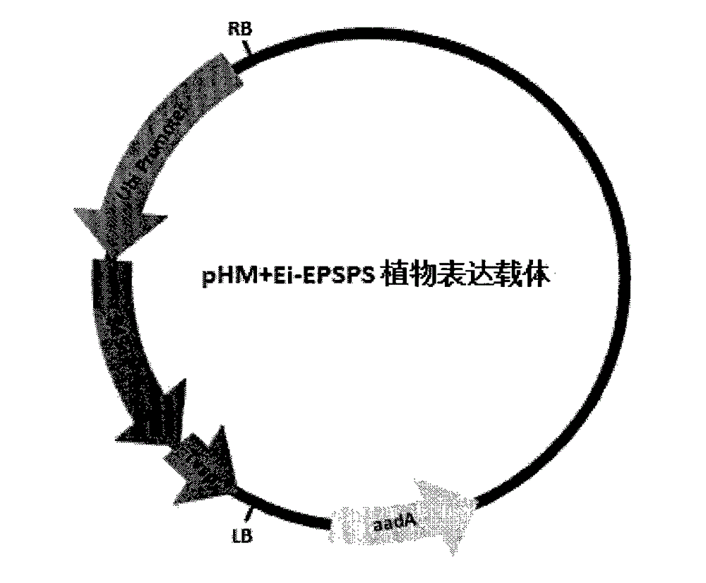 Broomcorn glyphosate resistance 5-enolpyruvoyl shikimic acid-3-phosphosynthase (EPSPS) and application thereof