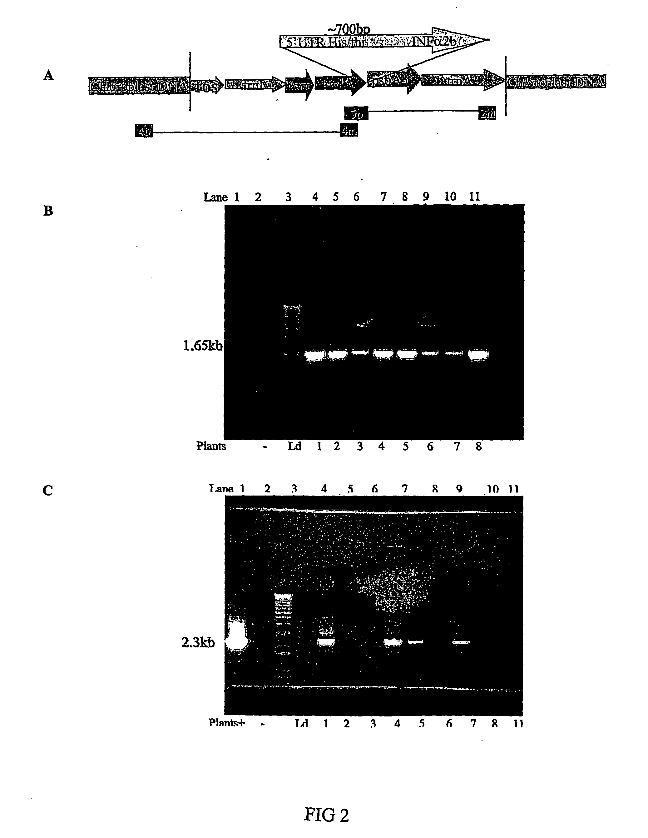 Expression of human interferon in transgenic chloroplasts