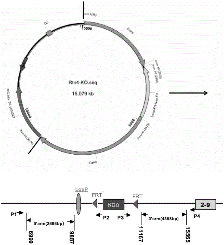 A mouse rtn4-a/b gene knockout method