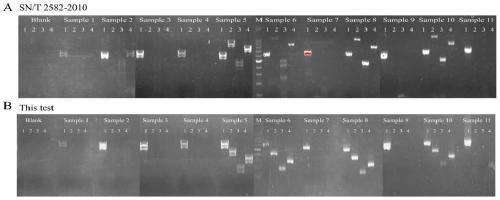 Primer pair combination, detection method and use for single-plex PCR detection of aflatoxin-producing fungi