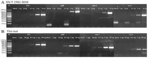 Primer pair combination, detection method and use for single-plex PCR detection of aflatoxin-producing fungi