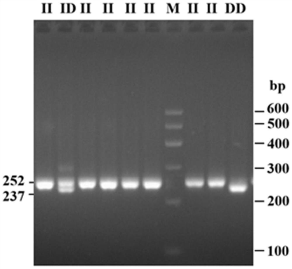 Detection method for bovine FRAS1 gene insertion/deletion mutation and application thereof