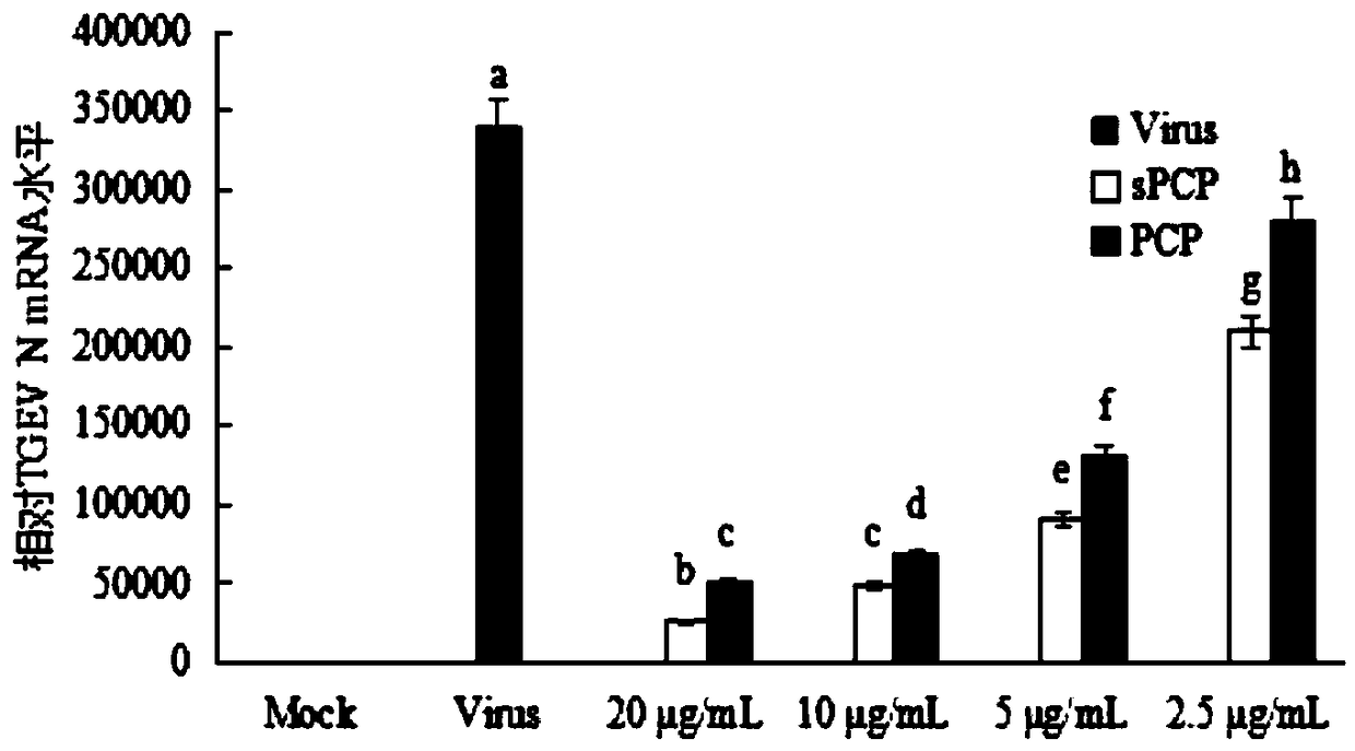 Sulfated Polygonum ciliinerve polysaccharide product with effect of preventing piglet diarrhea and application thereof