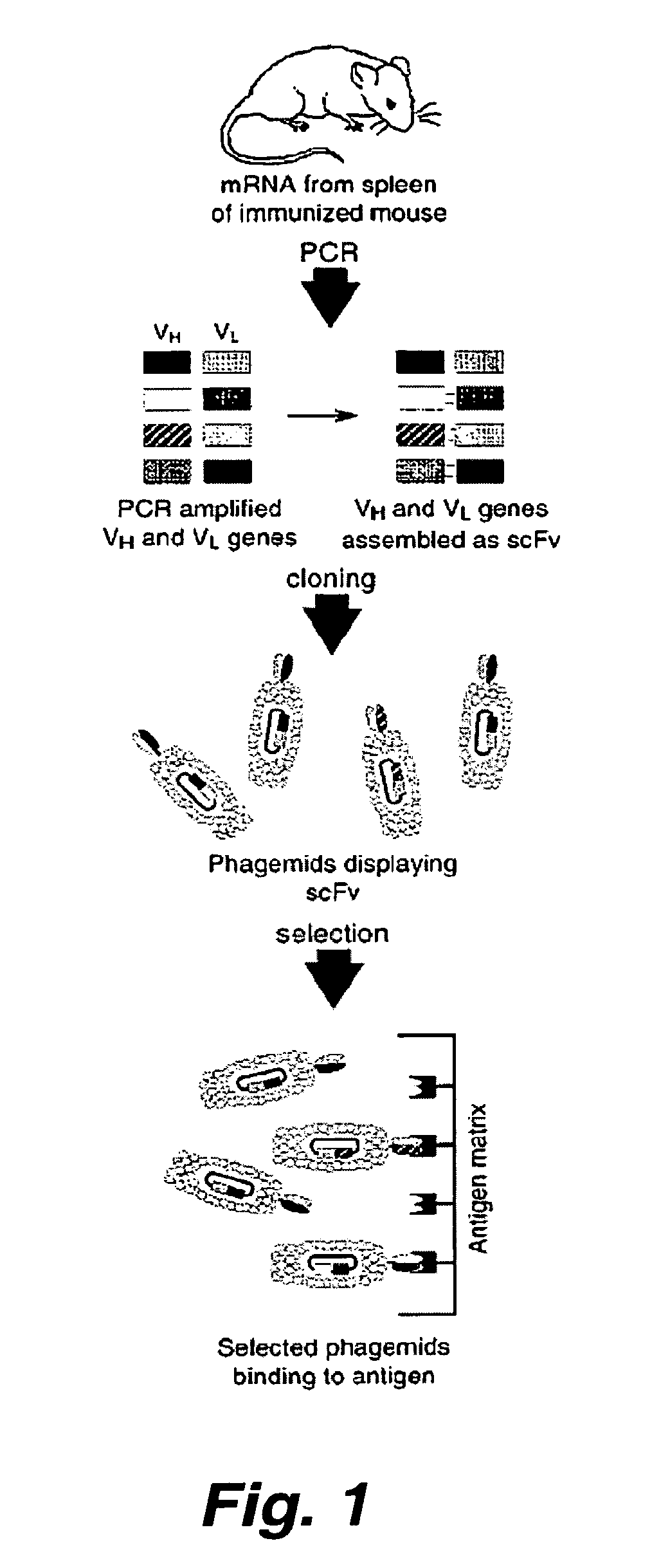 Therapeutic monoclonal antibodies that neutralize botulinum neurotoxins