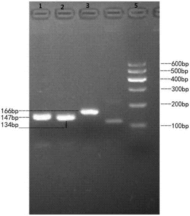 Method for detecting CNV (Copy Number Variation) mark of a gene GBP2 of Qinchuan cattle and application of CNV mark