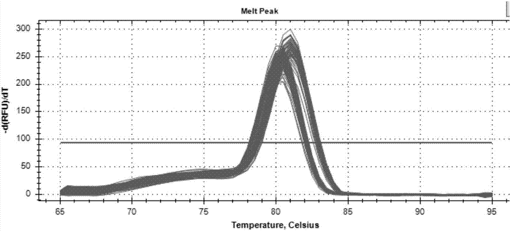 Method for detecting CNV (Copy Number Variation) mark of a gene GBP2 of Qinchuan cattle and application of CNV mark